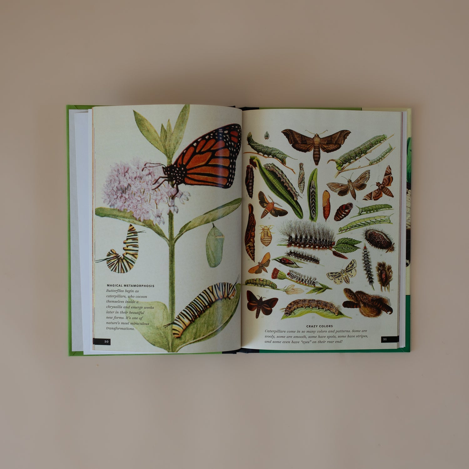The Little Book Of Insects